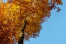 HERBSTLEUCHTEN