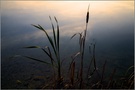 Kolbenbinsen im herbstlichen Abendlicht