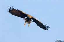 Seeadler (Haliaeetus albicilla)