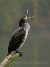 Kormoran  (Phalacrocorax carbo)