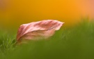 Herbstblatt