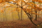 ~ Nebel im Herbstwald ~