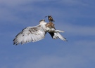 Buteo Regalis