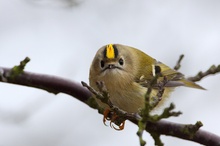 Wintergoldhähnchen