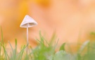 Kleiner Pilz und Laub