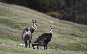 Halbe Gamsfamilie in den Bergen Kärntens