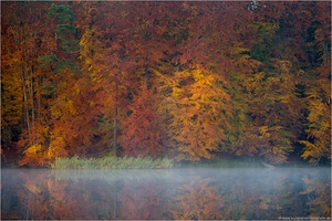 Herbstwald in Brandenburg
