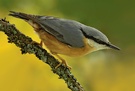 Kleiber