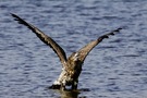 Seeadler 3