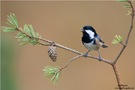 Tannenmeise (Periparus ater) singend