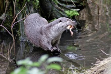 Fischotter beim Fressen.