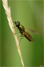 Chloromyia formosa