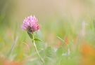 Kleeblüte