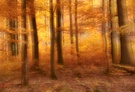 *Herbst im Märchenwald*
