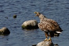 Seeadler 4