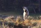 Endlich mal ein Wolf