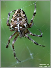 Kreuzspinne