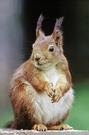 Eichhörnchen (Sciurus vulgaris)