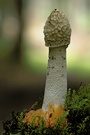 Phallus impudicus