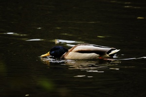 Stockente  (Anas platyrhynchos)