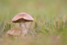 Vier kleine Tröpfchen