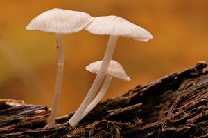 Rostfleckige Helmlinge [Mycena zephirus]