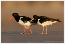 Austernfischer (Haematopus ostralegus)