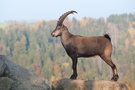 Capra Ibex