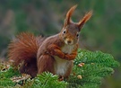 Gottes Tiere