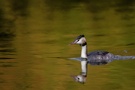 Herbsttaucher der 2te