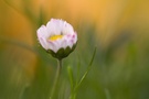Gänseblümchen