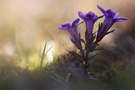 blaues Blümle ~ Gentianella germanica