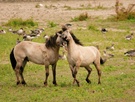 WIldpferde am Rhein