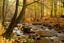 Herbst im Ilsetal