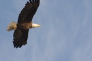 Weisskopfseeadler beim Flug über sein Revier