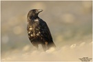 Rabenkrähe (Corvus corone)