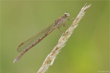 Sibirische Winterlibelle (Sympecma paedisca)