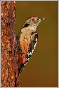 Mittelspecht (Dendrocopus medius)