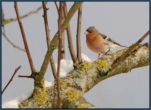 Buchfink (Fringilla coelebs)