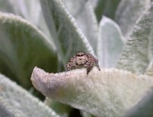 Braune Springspinne (evarcha falcata) ND