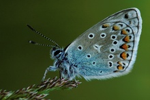 Polyommatus icarus