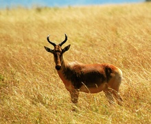 ND / Antilope