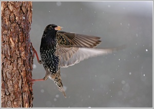 Star (Sturnus vulgaris) im Schneetreiben