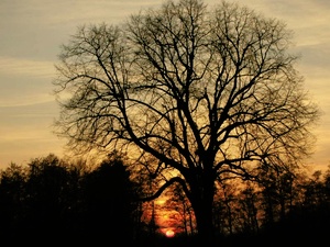 Abendstimmung in der Rheinebene