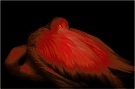 Roter Flamingo ZO