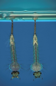 Bald sind sie wieder ...