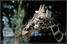 giraffe