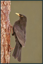 Amsel (Turdus merula)