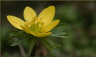 Winterling, Eranthis hyemalis, ND