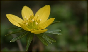 Winterling, Eranthis hyemalis, ND